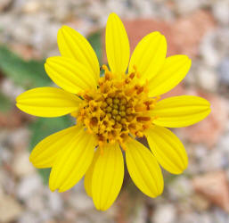 Awnless Bush Sunflower, Simsia calva (7)