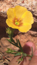 Berlandier's Yellow Flax, Linum berlandieri (2)