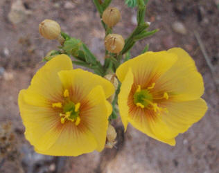 Berlandier's Yellow Flax, Linum berlandieri (3)