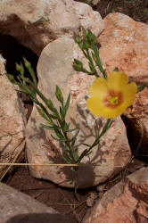 Berlandier's Yellow Flax, Linum berlandieri (7)