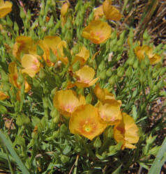Berlandier's Yellow Flax, Linum berlandieri (8)