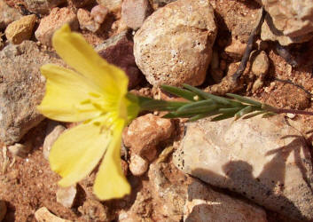 Berlandier's Yellow Flax, Linum berlandieri, yellow (1)