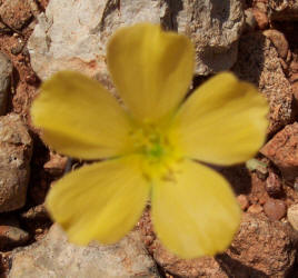 Berlandier's Yellow Flax, Linum berlandieri, yellow