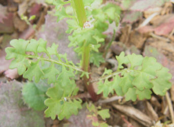 Butterweed, Senecio glabellus (1)