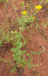 Camphorweed, Heterotheca subaxillaris (1)