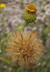 Camphorweed, Heterotheca subaxillaris (3)