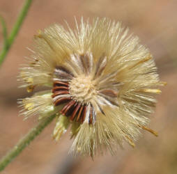 Camphorweed, Heterotheca subaxillaris (6)