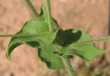 Camphorweed, Heterotheca subaxillaris (7)