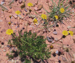 Common Dogweed, Thymophylla pentachaeta