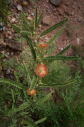 Copper Mallow, Sphaeralcea angustifolia (1)