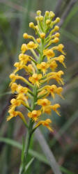 Crested Fringed Orchid, Platanthera cristata, Hill (1)