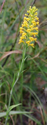 Crested Fringed Orchid, Platanthera cristata, Hill