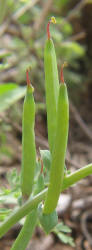 Curve-pod Fumewort, Corydalis curvisiliqua, A (8)