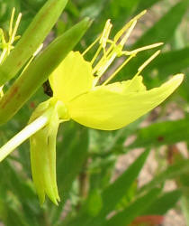 Diamond Petal Primrose, Oenothera rhombipetala, CA (3)
