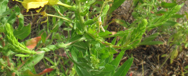 Diamond Petal Primrose, Oenothera rhombipetala, CA (5)