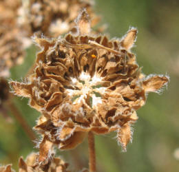 Engelmann Daisy, Engelmannia pinnatifida (10)