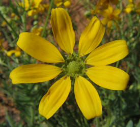 Engelmann Daisy, Engelmannia pinnatifida (7)
