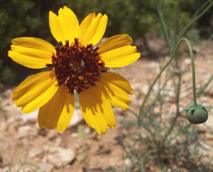 Greenthread, Thelesperma filifolium (1)