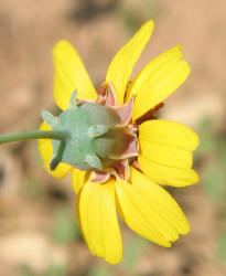 Greenthread, Thelesperma filifolium (12)