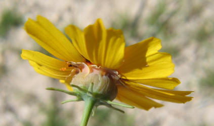 Greenthread, Thelesperma filifolium (15)