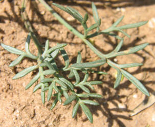 Greenthread, Thelesperma filifolium (16)
