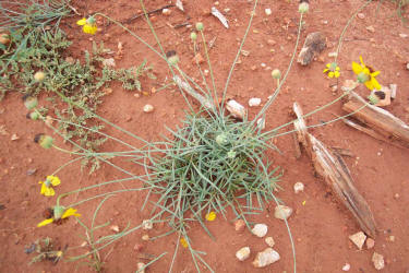 Greenthread, Thelesperma filifolium (4)