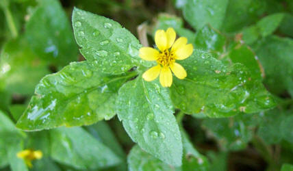 Horseherb, Calyptocarpus vialis