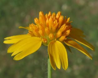 Huisache Daisy, Amblyolepis setigera (2)