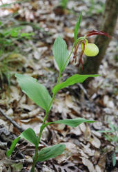 Ivory Lady's-slipper, Cypripedium kentuckiense, Hill (1)