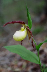 Ivory Lady's-slipper, Cypripedium kentuckiense, Hill (2)