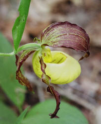 Ivory Lady's-slipper, Cypripedium kentuckiense, Hill (3)