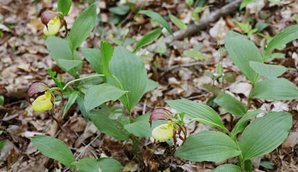 Ivory Lady's-slipper, Cypripedium kentuckiense, Hill