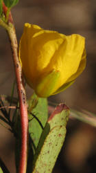 Partridge-pea, Chamaecrista fasciculata, VZ (4)