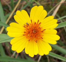 Plains Coreopsis, Coreopsis tinctoria, yellow