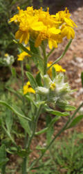 Plains Paper-flower, Psilostrophe villosa (1)