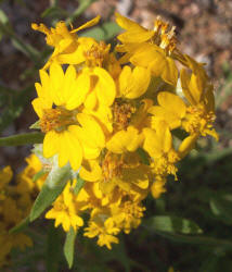 Plains Paper-flower, Psilostrophe villosa