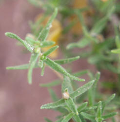 Plains Zinnia, Zinnia grandiflora (8)