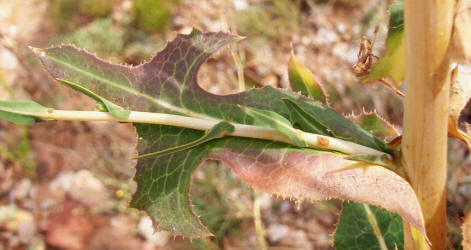 Prickly Lettuce, Lactuca serriola (4)