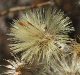 Pricklyleaf Dogweed, Thymophylla acerosa (10)