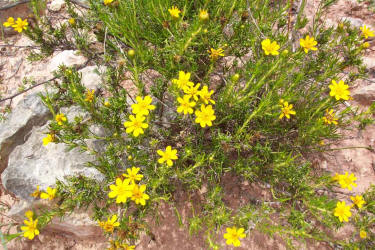 Pricklyleaf Dogweed, Thymophylla acerosa (4)