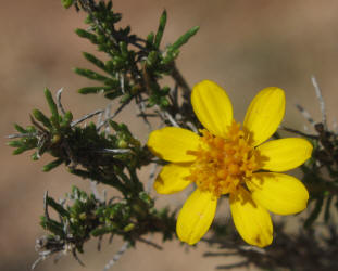 Pricklyleaf Dogweed, Thymophylla acerosa (7)
