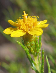 Pricklyleaf Dogweed, Thymophylla acerosa (8)