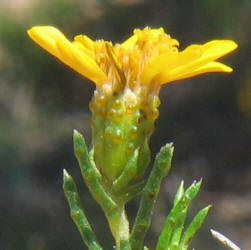 Pricklyleaf Dogweed, Thymophylla acerosa (9)