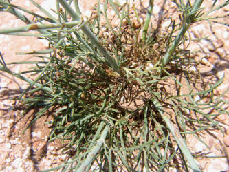 Rayless Green-thread, Thelesperma megapotamicum (11)