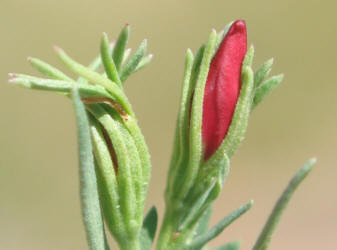 Redbud, Menodora heterophylla (3)