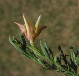 Redbud, Menodora heterophylla (8)