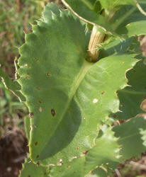 Saw-leaf Daisy, Grindelia papposa (4)