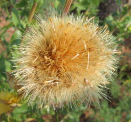 Saw-leaf Daisy, Grindelia papposa (8)