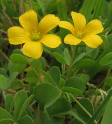 Slender Yellow Wood-Sorrel, Oxalis dillenii (4)