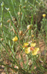Texas Flax, Linum hudsonioides (1)
